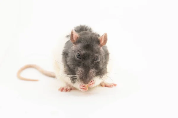Fekete-fehér dekoratív patkány eszik fehér kenyeret, a fehér háttér — Stock Fotó