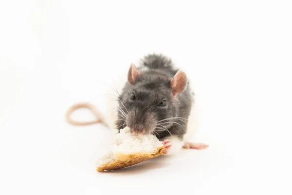 De zwart-witte decoratieve rat, met een boze uitdrukking op zijn snuit, eet een groot stukje wit brood, op een witte achtergrond — Stockfoto