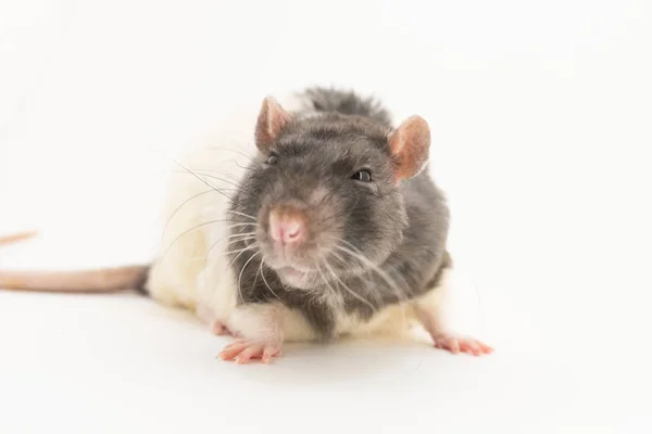 Rat décoratif noir et blanc avec une expression suspecte sur son museau, sur un fond blanc — Photo