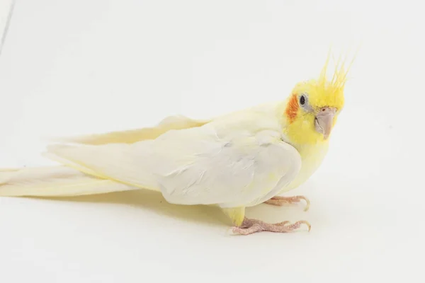 Corella lutino amarillo-blanco, durante la muda, se sienta sobre un fondo blanco — Foto de Stock
