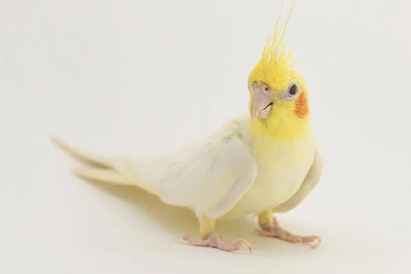 Amarelo-branco corella lutino, durante a muda, senta-se e escuta, em um fundo branco — Fotografia de Stock