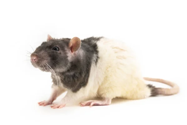 La rata decorativa en blanco y negro se sienta, con los ojos ligeramente entrecerrados, sobre un fondo blanco — Foto de Stock