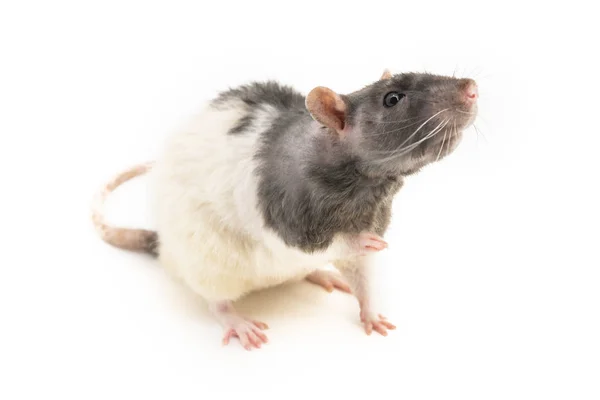 La rata decorativa blanco y negro se sienta, agarrando su pie derecho, y se extiende hacia arriba, oliendo el aire, sobre un fondo blanco — Foto de Stock