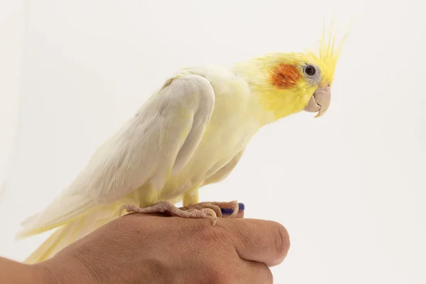 De geel-witte Corella Lutino zit op haar arm en kijkt aandachtig naar iets, tegen een witte achtergrond — Stockfoto