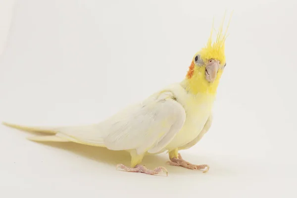 Retrato de corella lutino amarelo-branco, sobre fundo branco — Fotografia de Stock