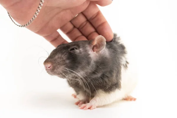 De zwart-witte decoratieve rat je met plezier wanneer het wordt gestreken, tegen een witte achtergrond — Stockfoto