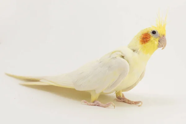 El corella lutino amarillo-blanco, durante la muda, mira hacia arriba con atención, sobre un fondo blanco — Foto de Stock