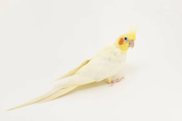 Corella lutino amarillo-blanca, durante la muda, girando, mirando algo, sobre un fondo blanco — Foto de Stock