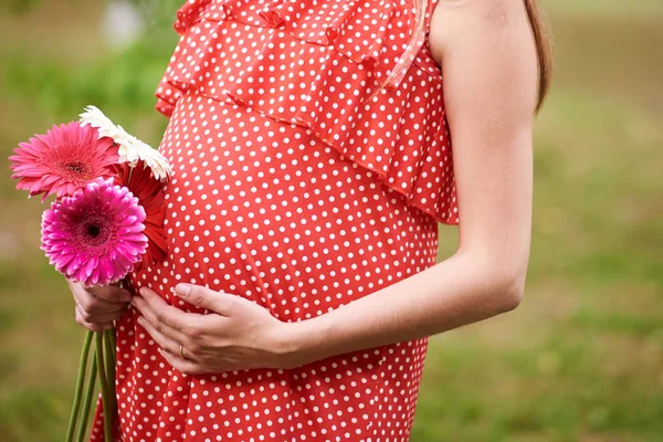 Vientre de una mujer embarazada, en rojo en un vestido de lunares blancos, con las manos puestas en él, en las manos de un ramo de gerberas —  Fotos de Stock