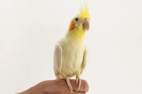 Amarelo-branco corella lutino, sentado em sua mão, olha para cima, sobre um fundo branco — Fotografia de Stock