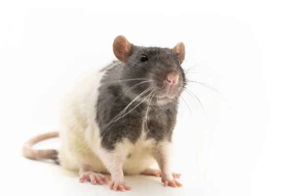 Black-and-white decorative rat, with a cute expression on the muzzle, on a white background Royalty Free Stock Photos