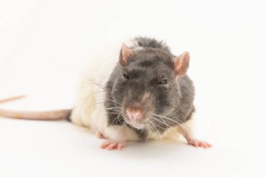 Siyah-beyaz dekoratif sıçan, namlusu üzerinde şüpheli bir ifade ile, beyaz bir arka plan üzerinde