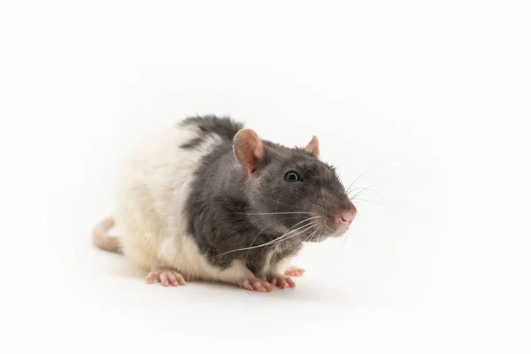 Een schattige zwart-witte decoratieve rat, met een enigszins gesquinted look, op een witte achtergrond — Stockfoto