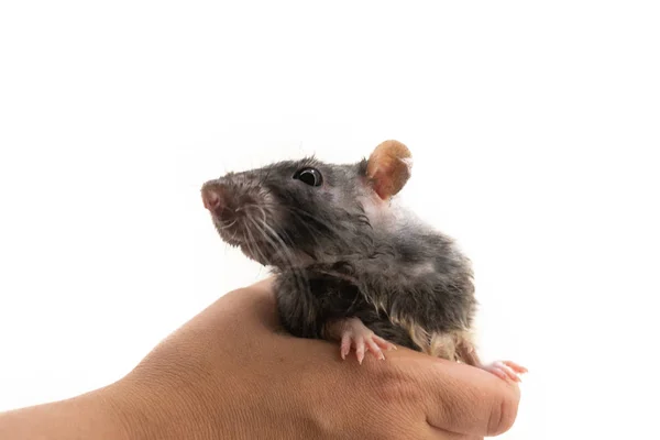 Zwart-witte decoratieve rat na het Baden op zijn handen, op een witte achtergrond — Stockfoto