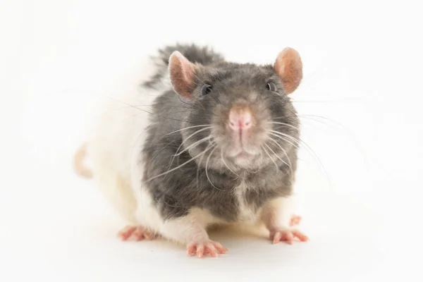 Portret van een schattige zwart-witte decoratieve rat, op een witte achtergrond — Stockfoto