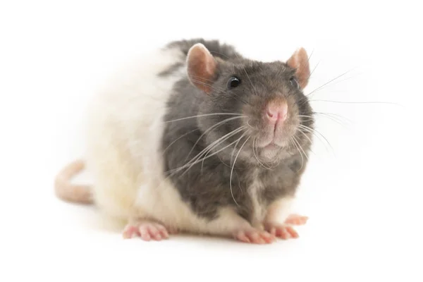 一只可爱的黑白装饰鼠坐在白色背景上,整齐地折叠他的爪子 — 图库照片