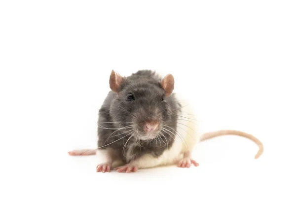 The black-and-white decorative rat sits neatly clasped with his paws, with a cute expression on his muzzle, on a white background Stock Photo