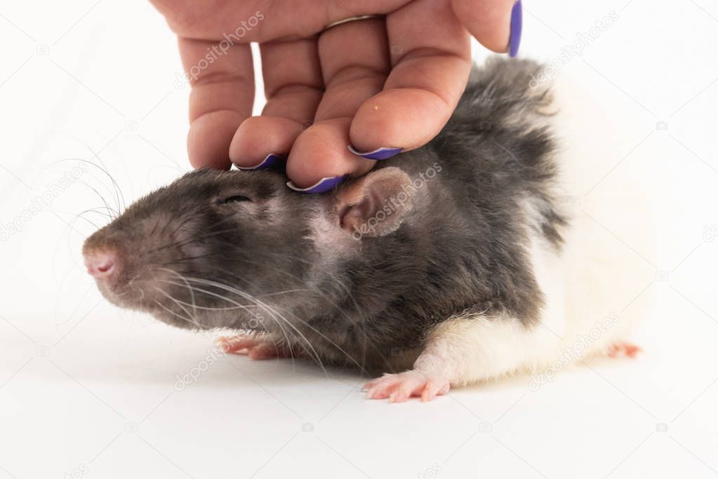 The black-and-white decorative rat squints with pleasure when it is stroked, against a white background