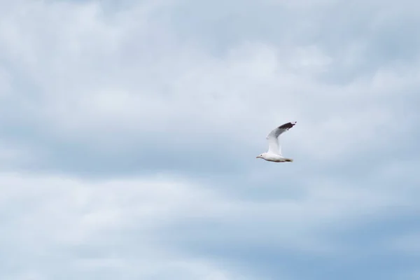 Gaivota branca contra céu nublado — Fotografia de Stock