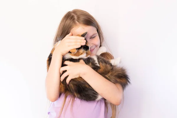 stock image Little cute girl holding a tricolor cat and hugs her, on a light background