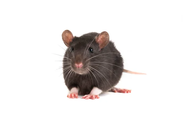 Eine niedliche graue Ratte mit langem Schnurrbart schaut in den Rahmen. — Stockfoto