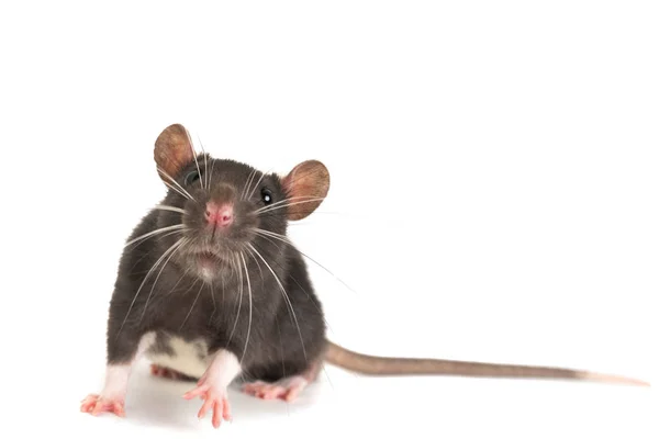 Egy aranyos szürke patkány, hosszú bajusz, néz a keretbe. — Stock Fotó