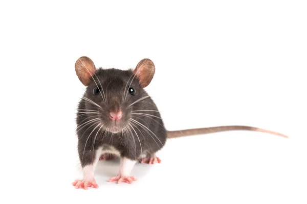 Un ratto grigio, con i baffi lunghi, guarda direttamente nella cornice . — Foto Stock