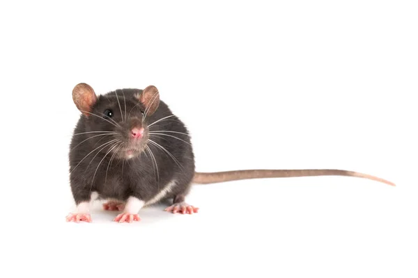 Rata gris, mirando a la derecha, con una larga cola . — Foto de Stock