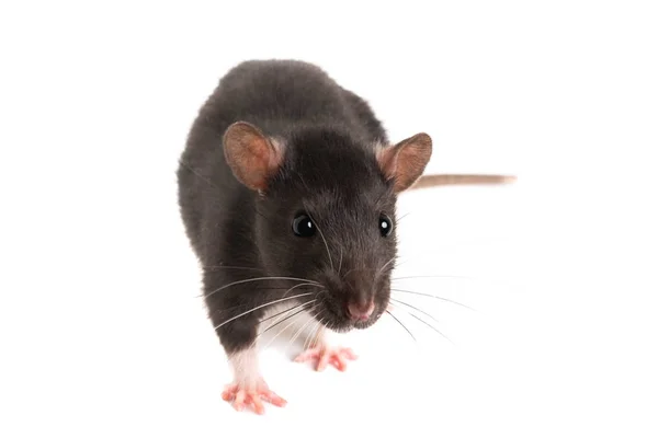 Una rata gris, con un bigote largo, mira directamente al marco . — Foto de Stock
