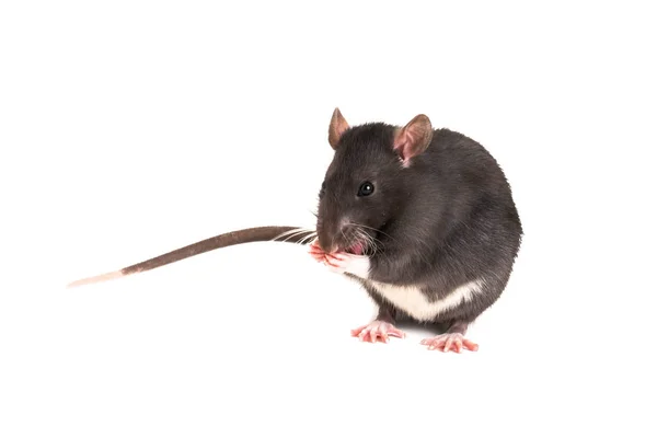 Eine graue Ratte mit langem Schnurrbart wäscht sich. — Stockfoto