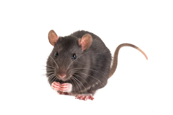 Cute little rat, folded legs, and stands on the hind — Stock Photo, Image