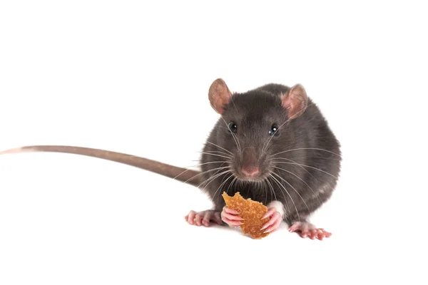 Niedliche graue Ratte mit Weißbrot in den Pfoten. — Stockfoto
