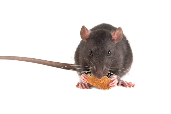 Aranyos szürke patkány o étkezési fehér kenyér. — Stock Fotó