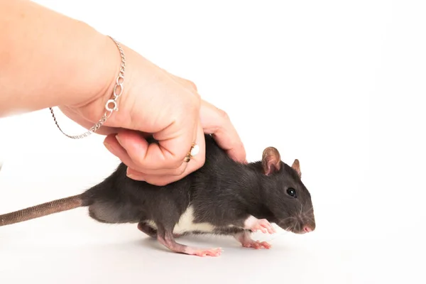 Schattige grijze rat, o ontwijkt vrouwelijke hand. — Stockfoto