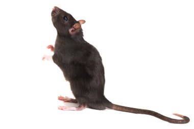 Sevimli gri bir sıçan, arka ayakları üzerinde duruyor ve yukarı bakmak. Uzun bir kuyruklu.