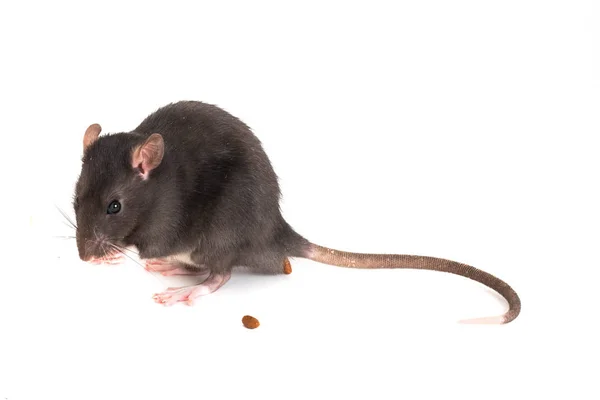 Милая маленькая крыса, напуганная и укладывающая экскременты — стоковое фото