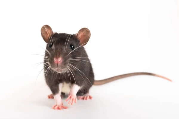 A gray rat, with a long mustache, looks directly into the frame. — Stock Photo, Image