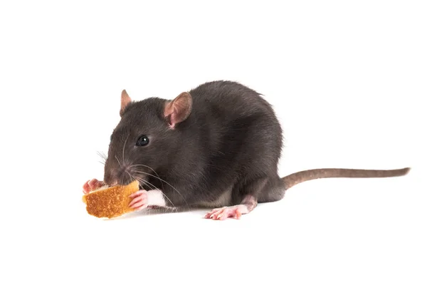 Lindo gris rata o comer pan blanco . — Foto de Stock