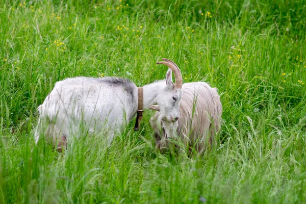 Graue Und Weiße Ziegen Spielen Auf Dem Feld Auf Dem — Stockfoto