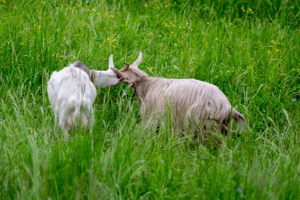 Des Chèvres Grises Blanches Jouent Dans Champ Sur Herbe Photo — Photo