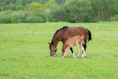 Otlakta bir tarlada tay taşıyan bir at. Yüksek kalite fotoğraf