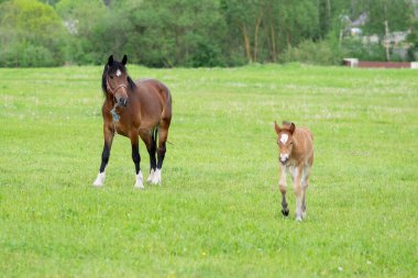 Otlakta bir tarlada tay taşıyan bir at. Yüksek kalite fotoğraf