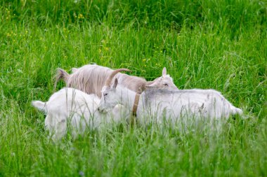 İki beyaz keçi ve çimlerin üzerinde bir çocuk. Yüksek kalite fotoğraf