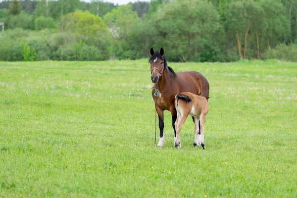 Bay Horse Foal Field Grazing High Quality Photo — Stock Photo, Image