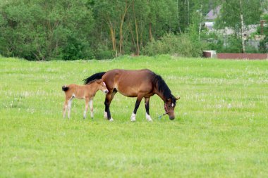 Otlakta bir tarlada tay taşıyan bir at. Yüksek kalite fotoğraf