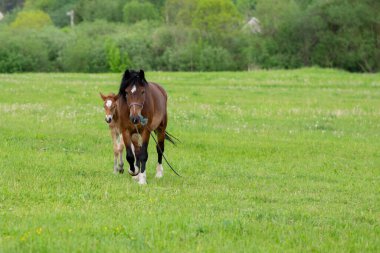 Otlakta bir tarlada tay taşıyan bir at. Yüksek kalite fotoğraf