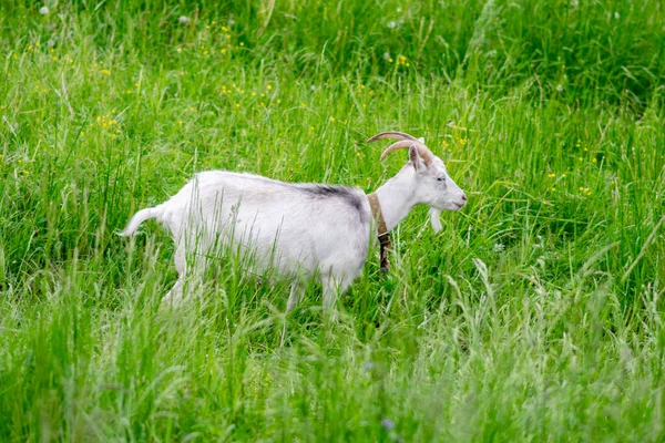 Ziege Auf Einem Feld Auf Einer Koppel Gras Hochwertiges Foto — Stockfoto
