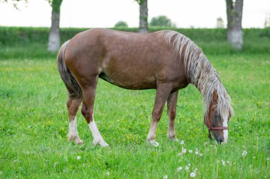 Çayırdaki bir tarlada gümüşi bir at. Yüksek kalite fotoğraf