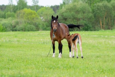Otlakta bir tarlada tay taşıyan bir at. Yüksek kalite fotoğraf