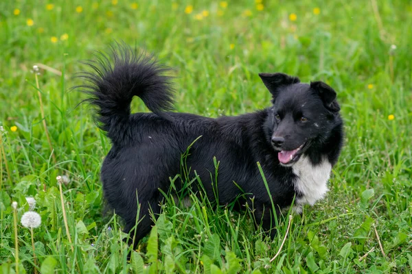 Czarny Pies Czystej Krwi Polu Trawie Wysokiej Jakości Zdjęcie — Zdjęcie stockowe